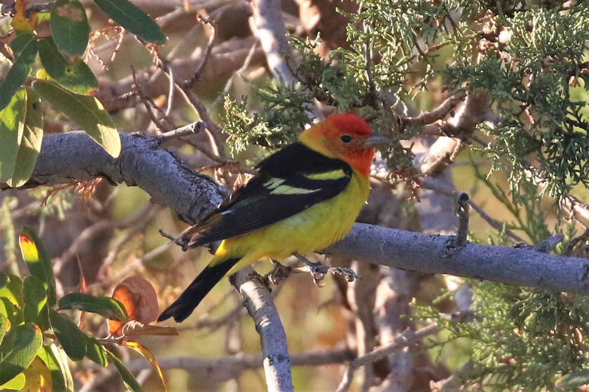 Western Tanager - ML98997191