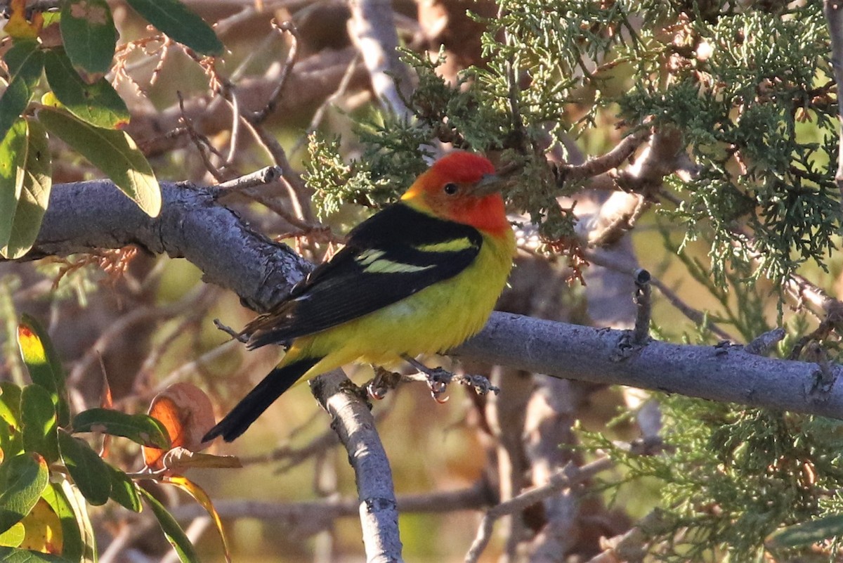 Western Tanager - ML98997291