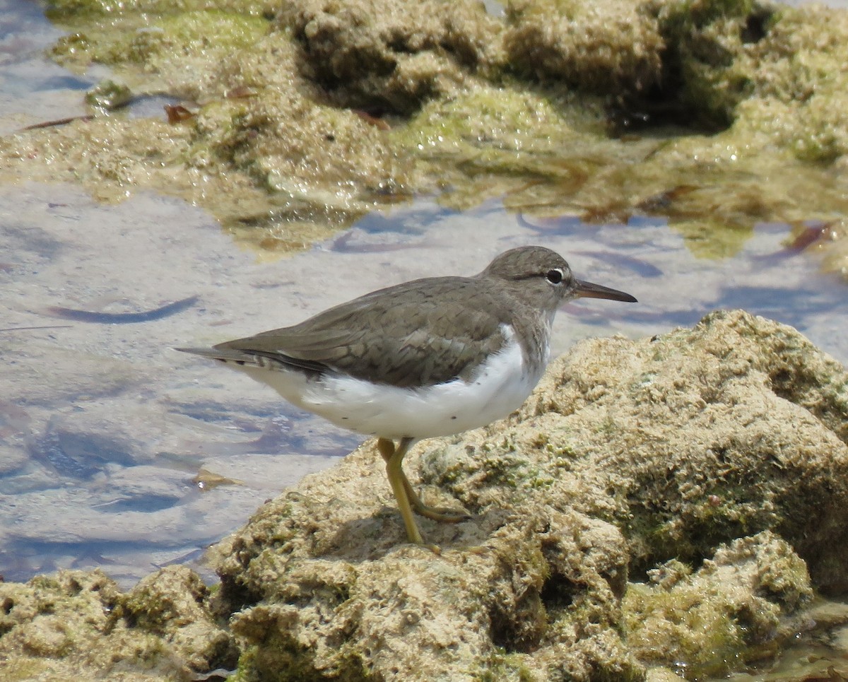 Spotted Sandpiper - Chris O'Connell