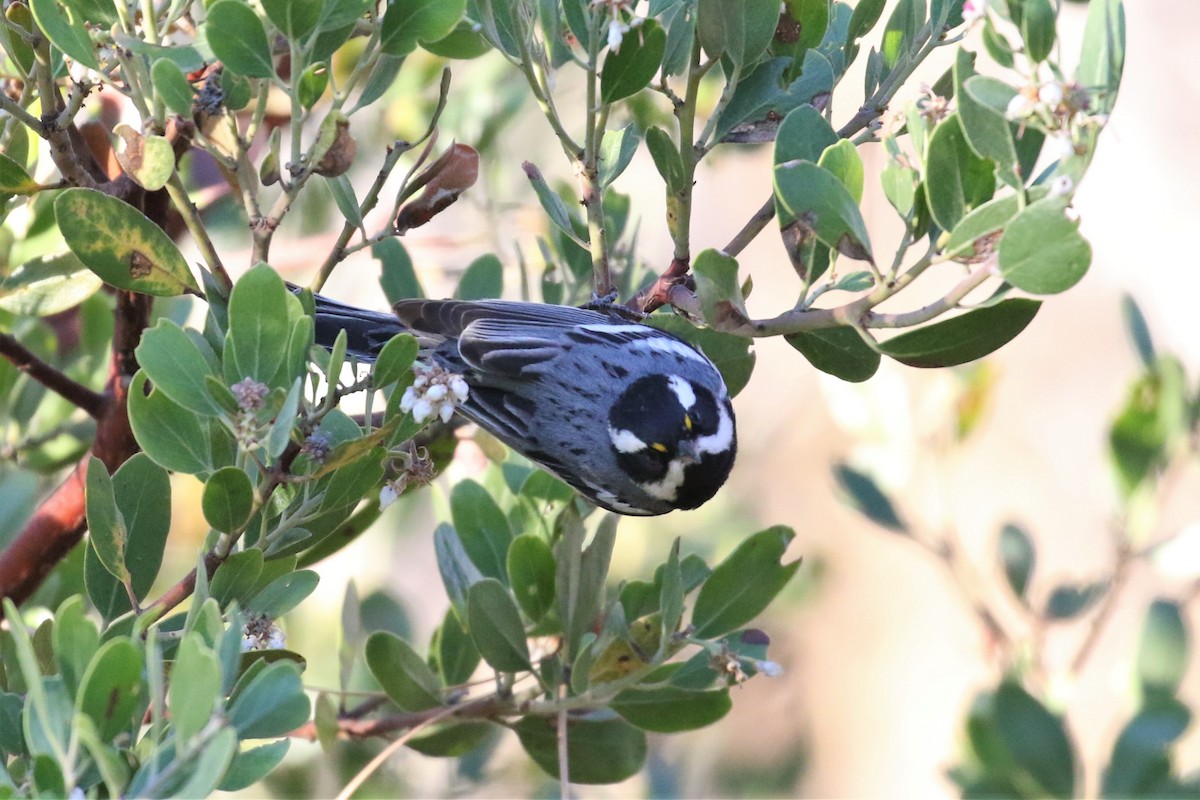 Black-throated Gray Warbler - ML98998051