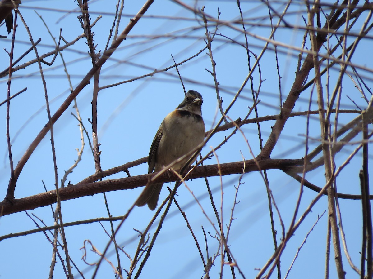 Rufous-collared Sparrow - ML98998101