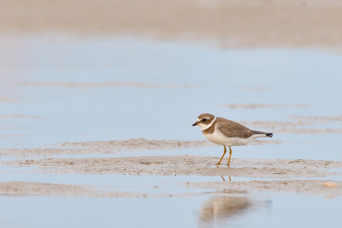 Semipalmated Plover - ML98998441