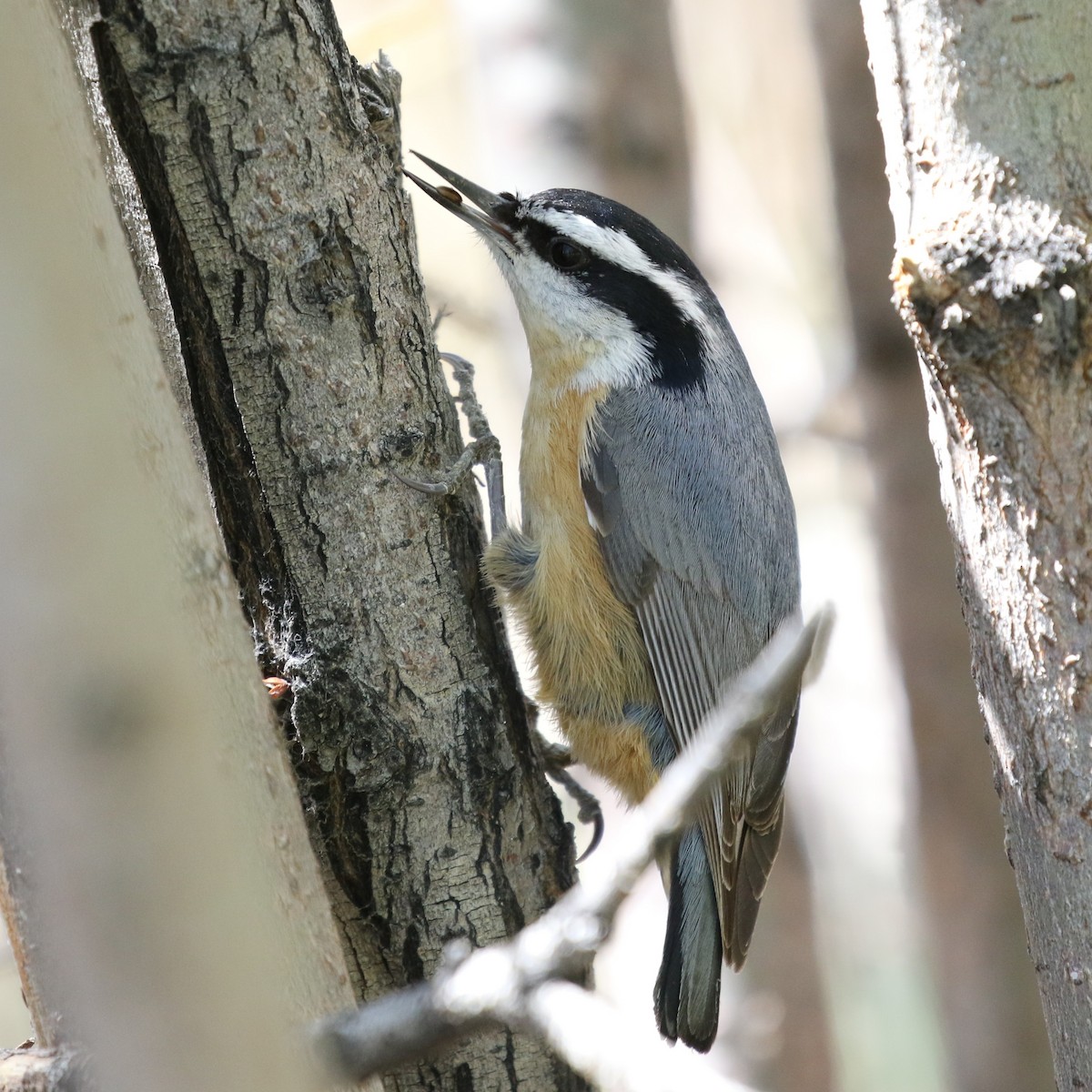 Red-breasted Nuthatch - Dean LaTray