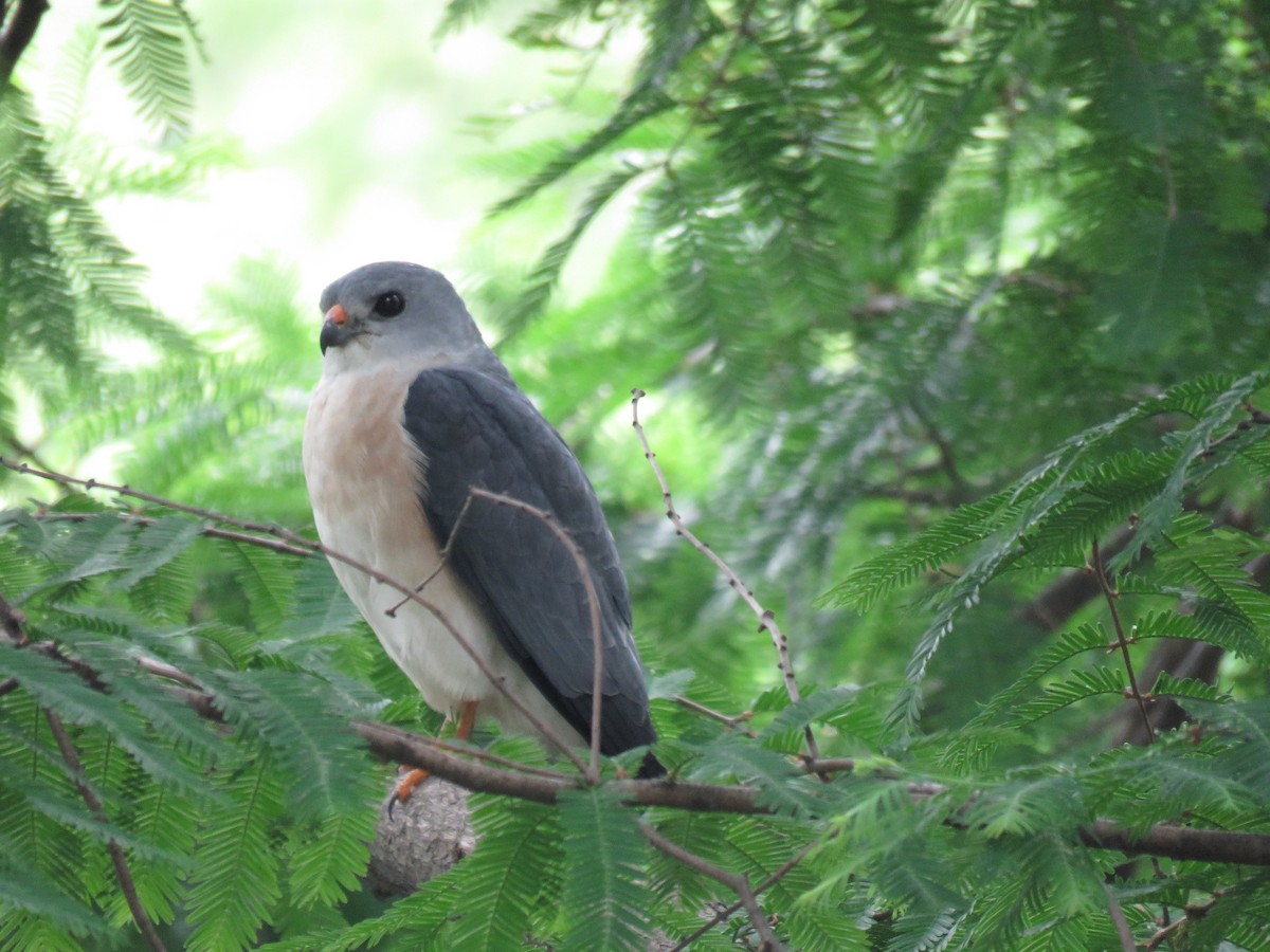 Chinese Sparrowhawk - ML99006081