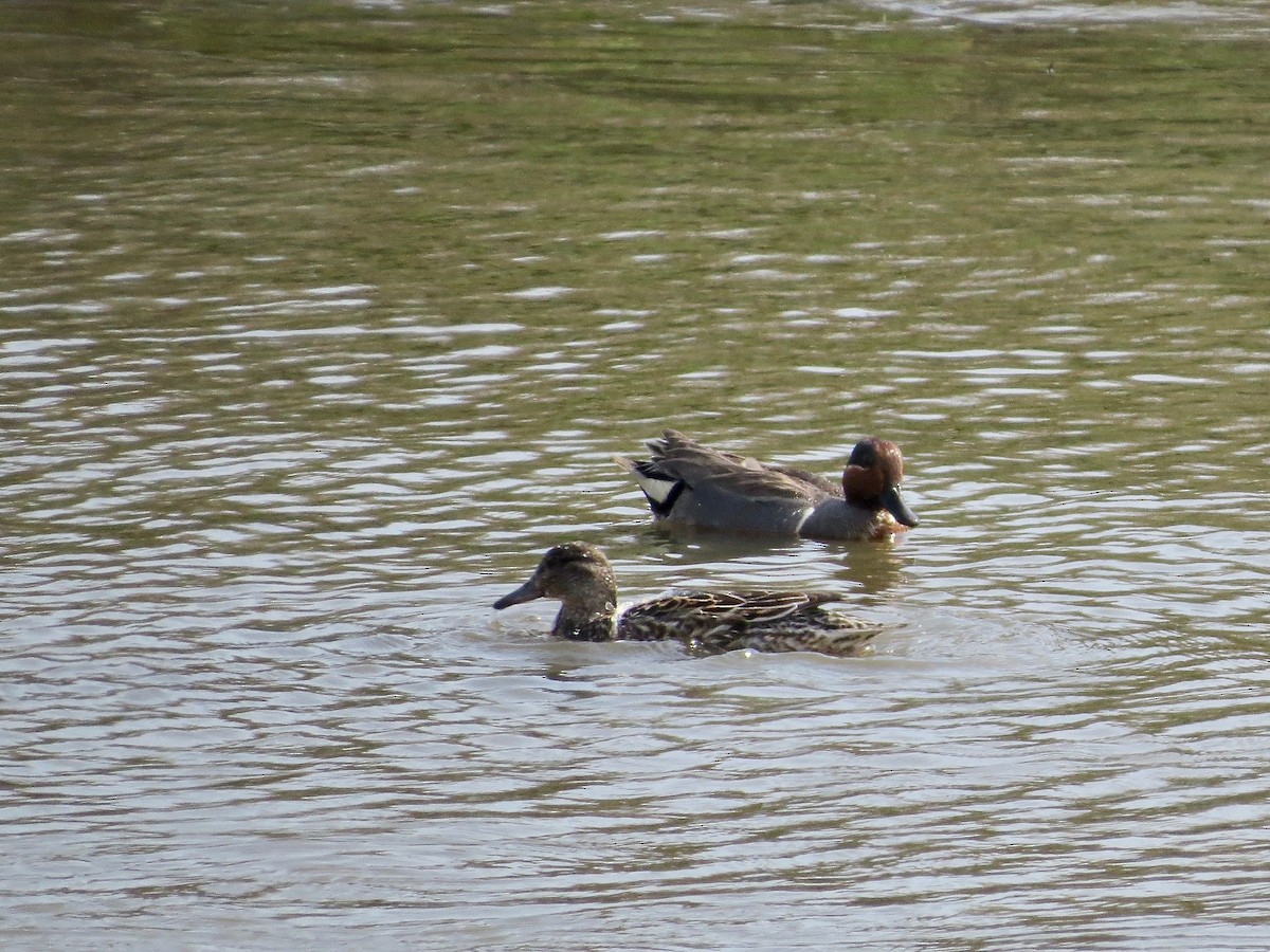 Green-winged Teal - ML99007581