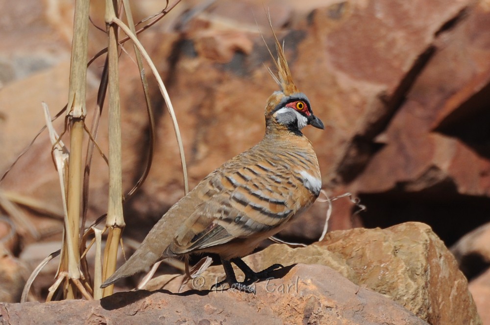 Spinifex Pigeon - Hedley & Irena Earl