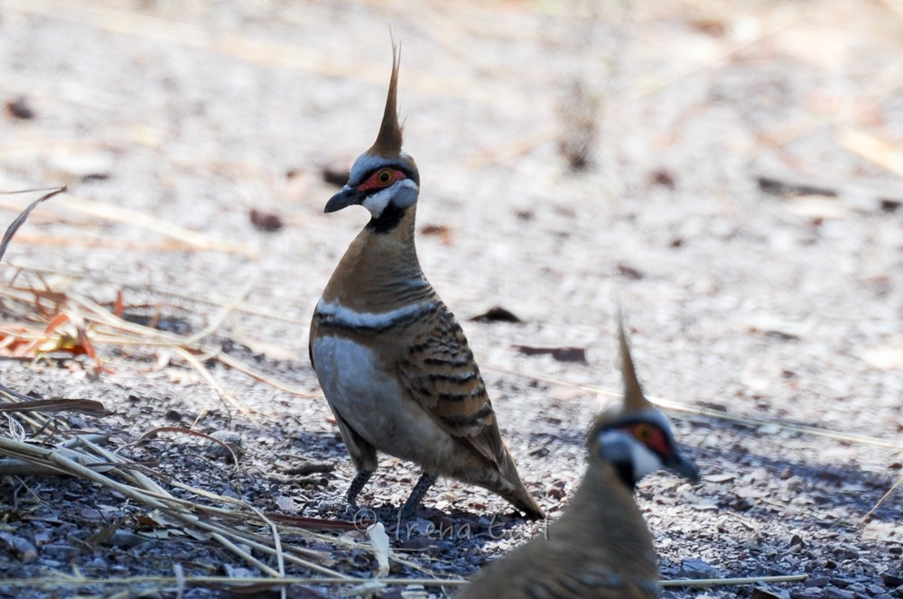 Spinifex Pigeon - ML99008131