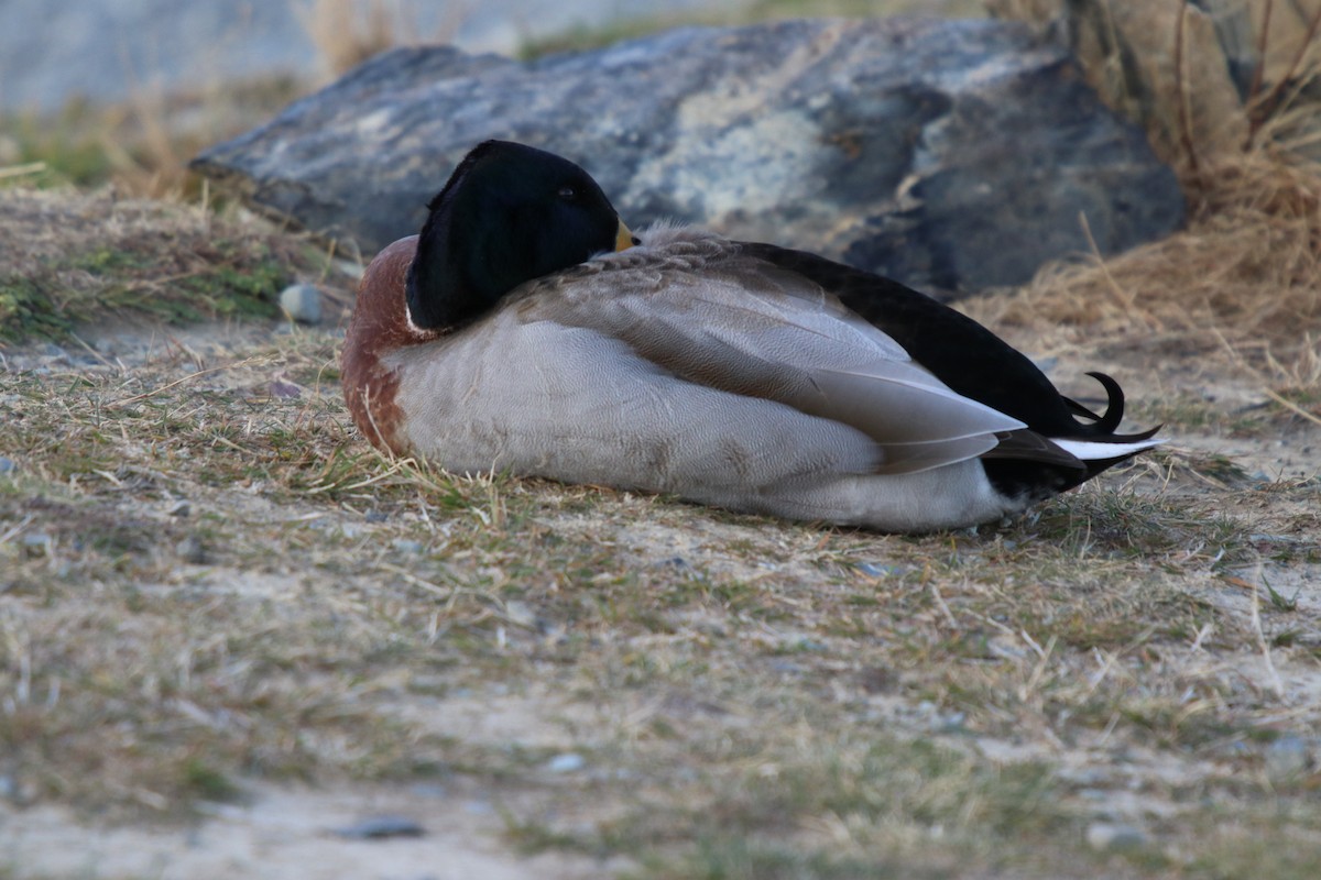 Mallard x Pacific Black Duck (hybrid) - ML99010551
