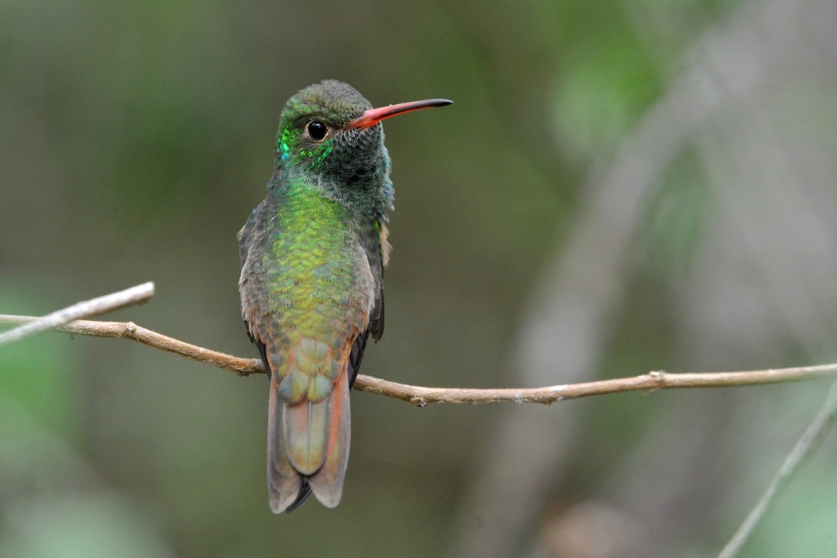 Buff-bellied Hummingbird - Bryan Calk