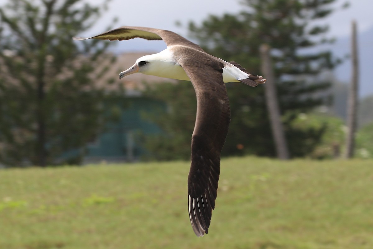 Laysan Albatross - ML99012211