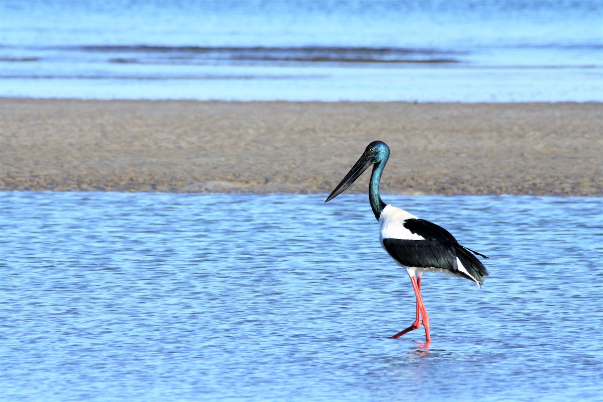 Black-necked Stork - John Carter