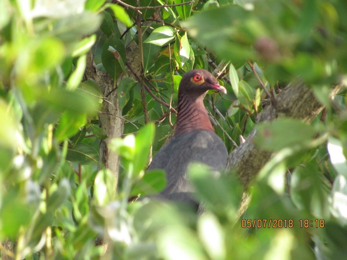 Scaly-naped Pigeon - ML99015081