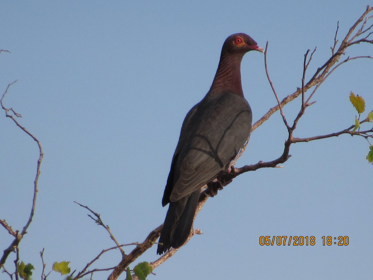 Scaly-naped Pigeon - ML99015101