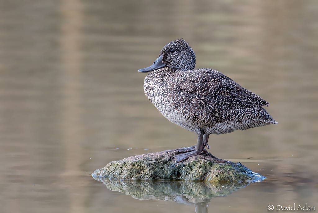 Freckled Duck - ML99016341