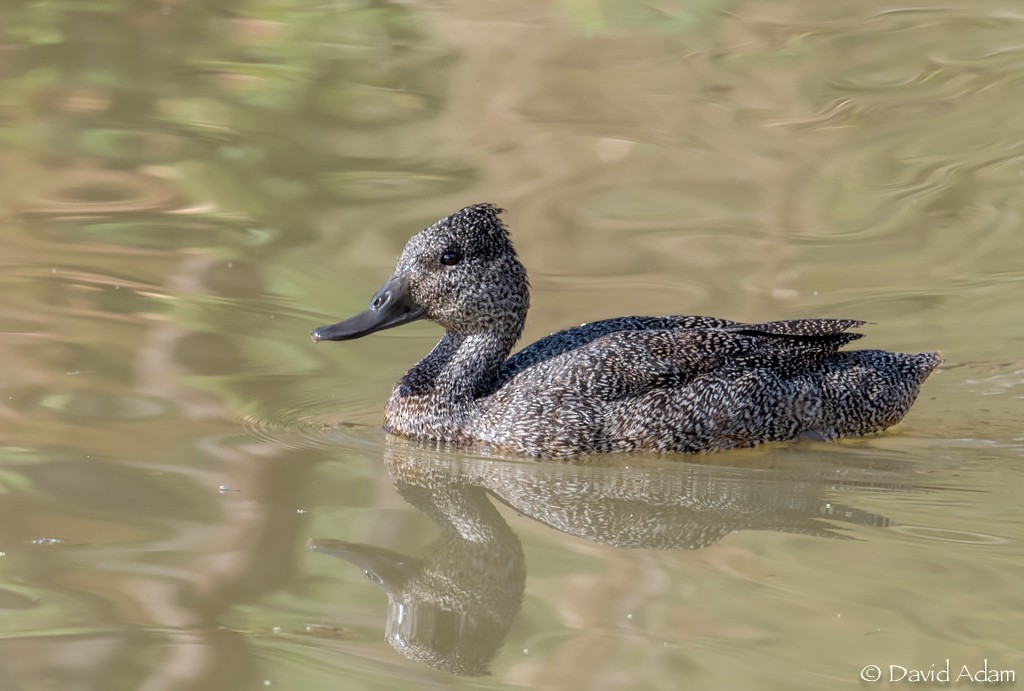 Freckled Duck - ML99016351