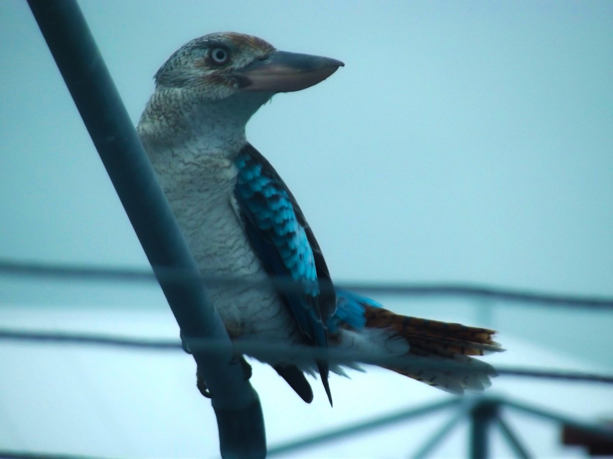 Blue-winged Kookaburra - Fazeeha Sneddon