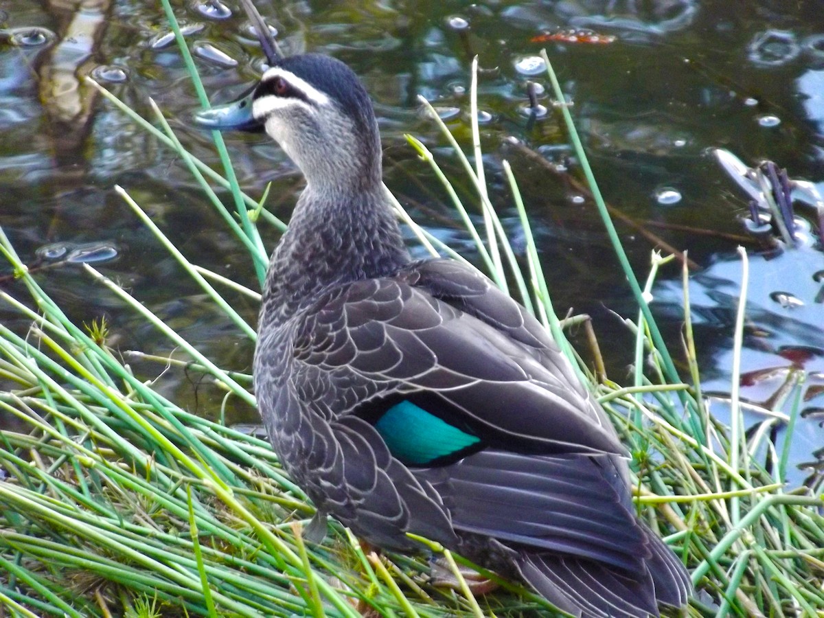 Pacific Black Duck - Fazeeha Sneddon