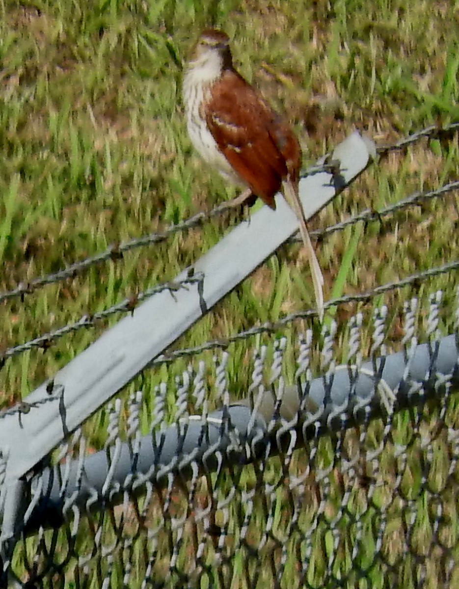 Brown Thrasher - Eric Haskell
