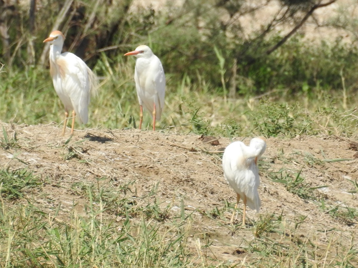 Чапля єгипетська (підвид ibis) - ML99022331