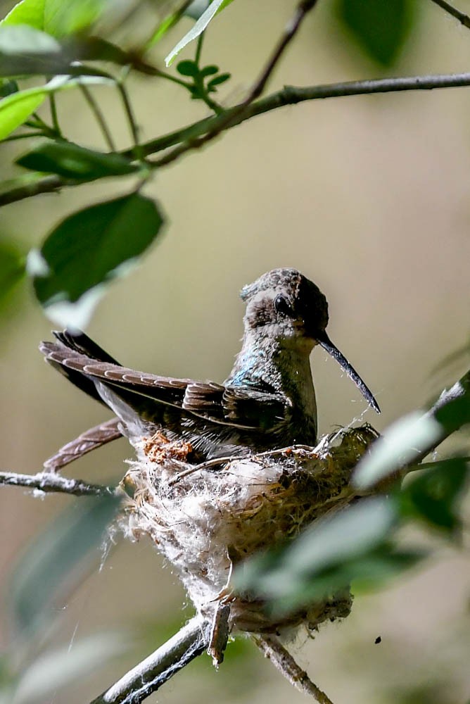 Broad-billed Hummingbird - Jared Keyes