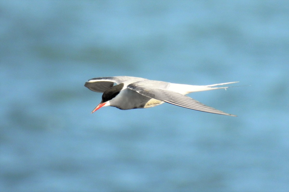 Arctic Tern - S. K.  Jones