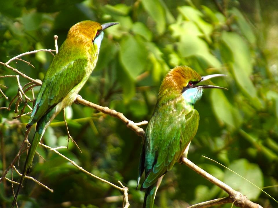 Asian Green Bee-eater - ML99025601