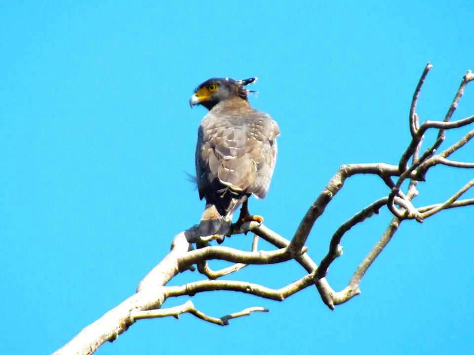 Crested Serpent-Eagle - ML99025651