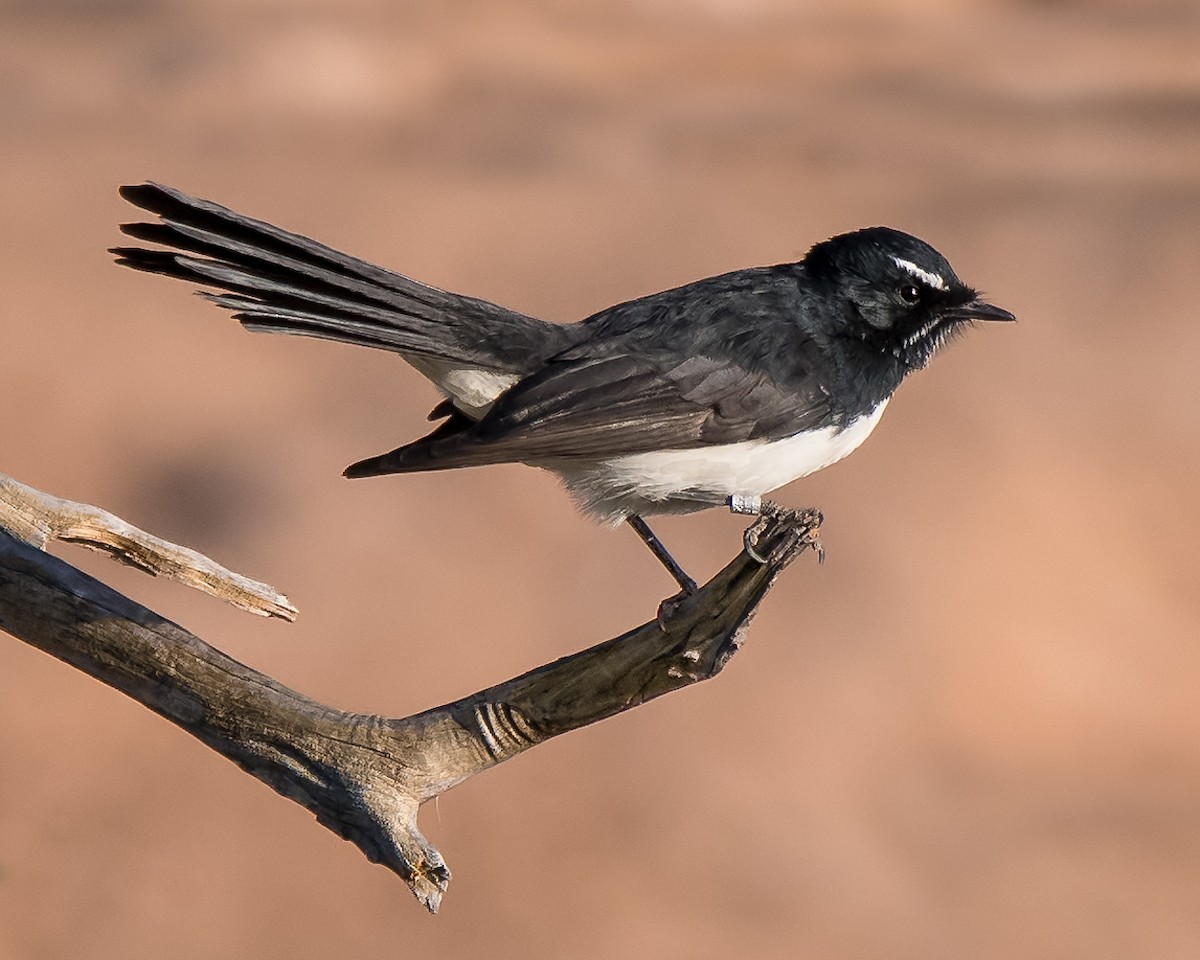 Willie-wagtail - ML99026191