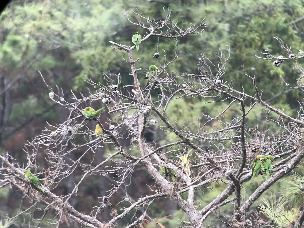 Green Parakeet - William Orellana (Beaks and Peaks)