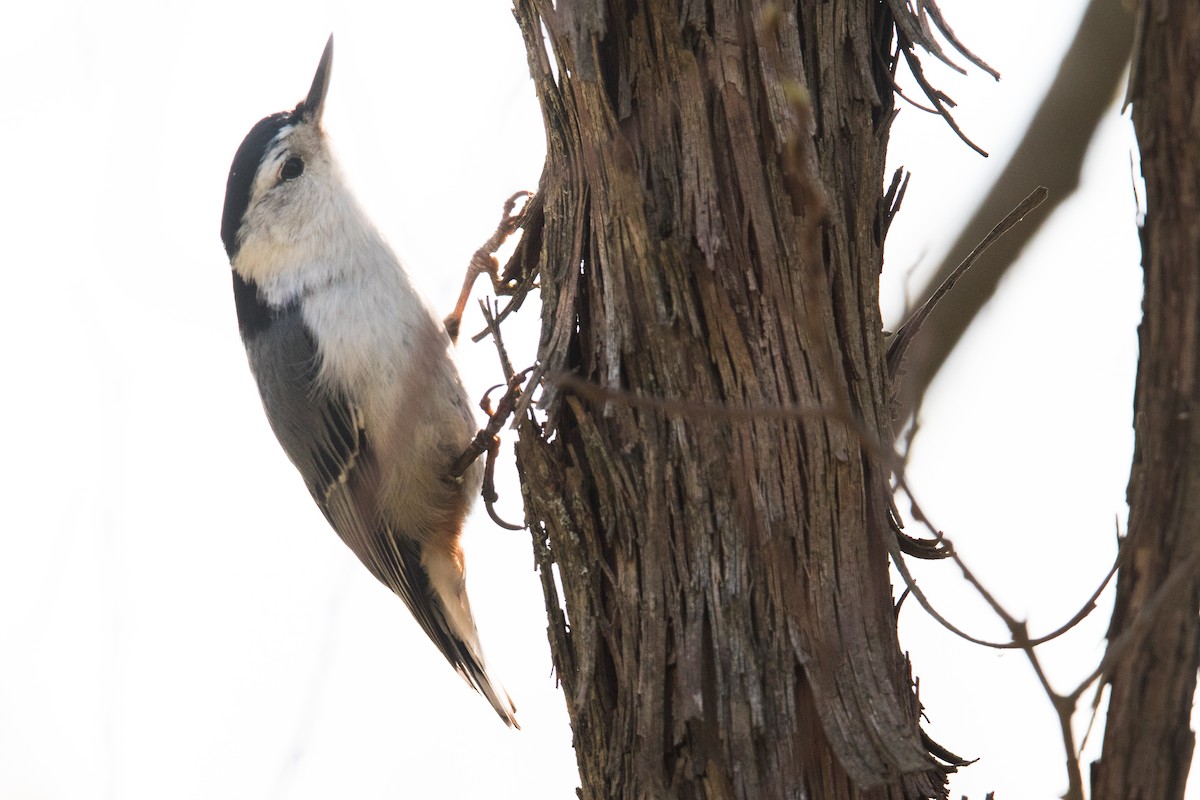 White-breasted Nuthatch - ML99027831