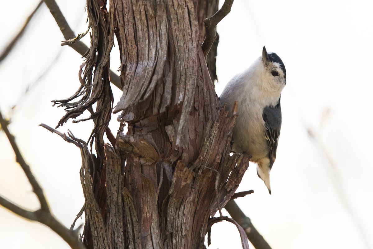 White-breasted Nuthatch - ML99027841