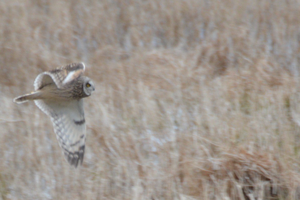 Short-eared Owl - claudine lafrance cohl