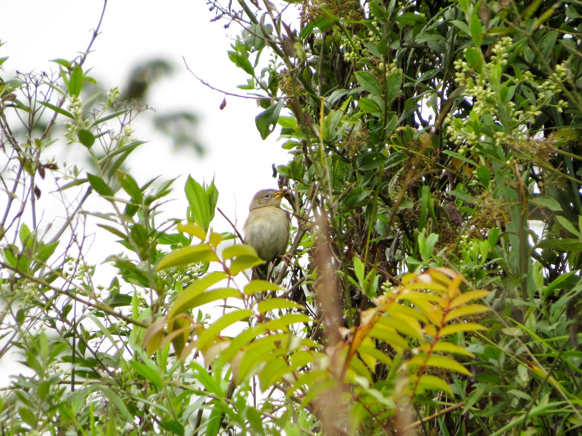 Wedge-tailed Grass-Finch - ML99033411