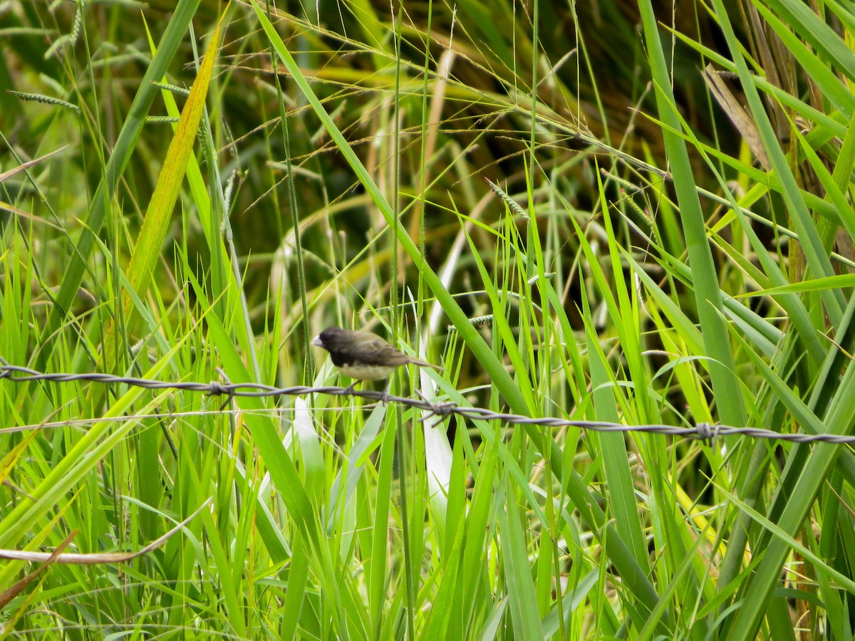 Yellow-bellied Seedeater - ML99033441