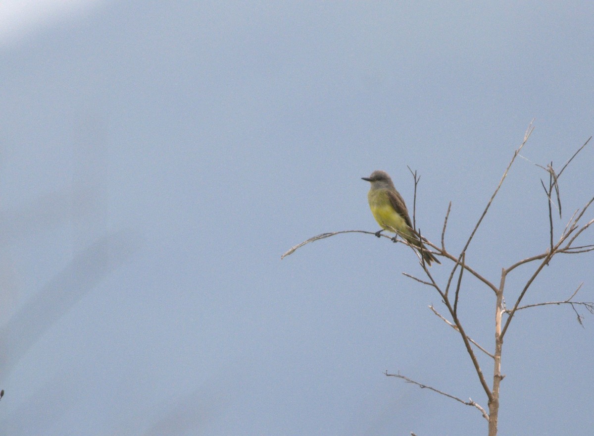 Tropical Kingbird - COA Yungas Ledesma