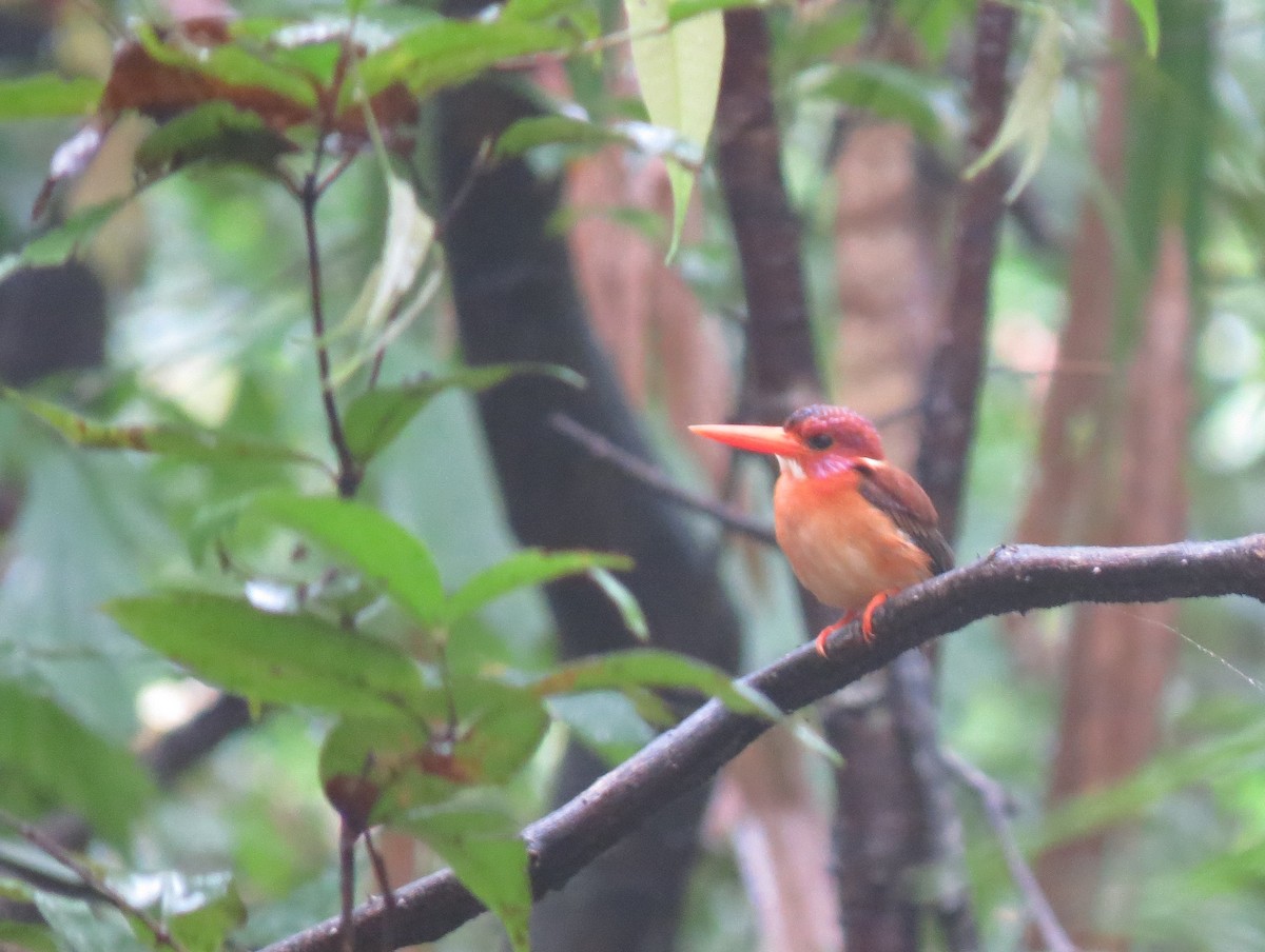 Sulawesi Dwarf-Kingfisher - Mark Smiles