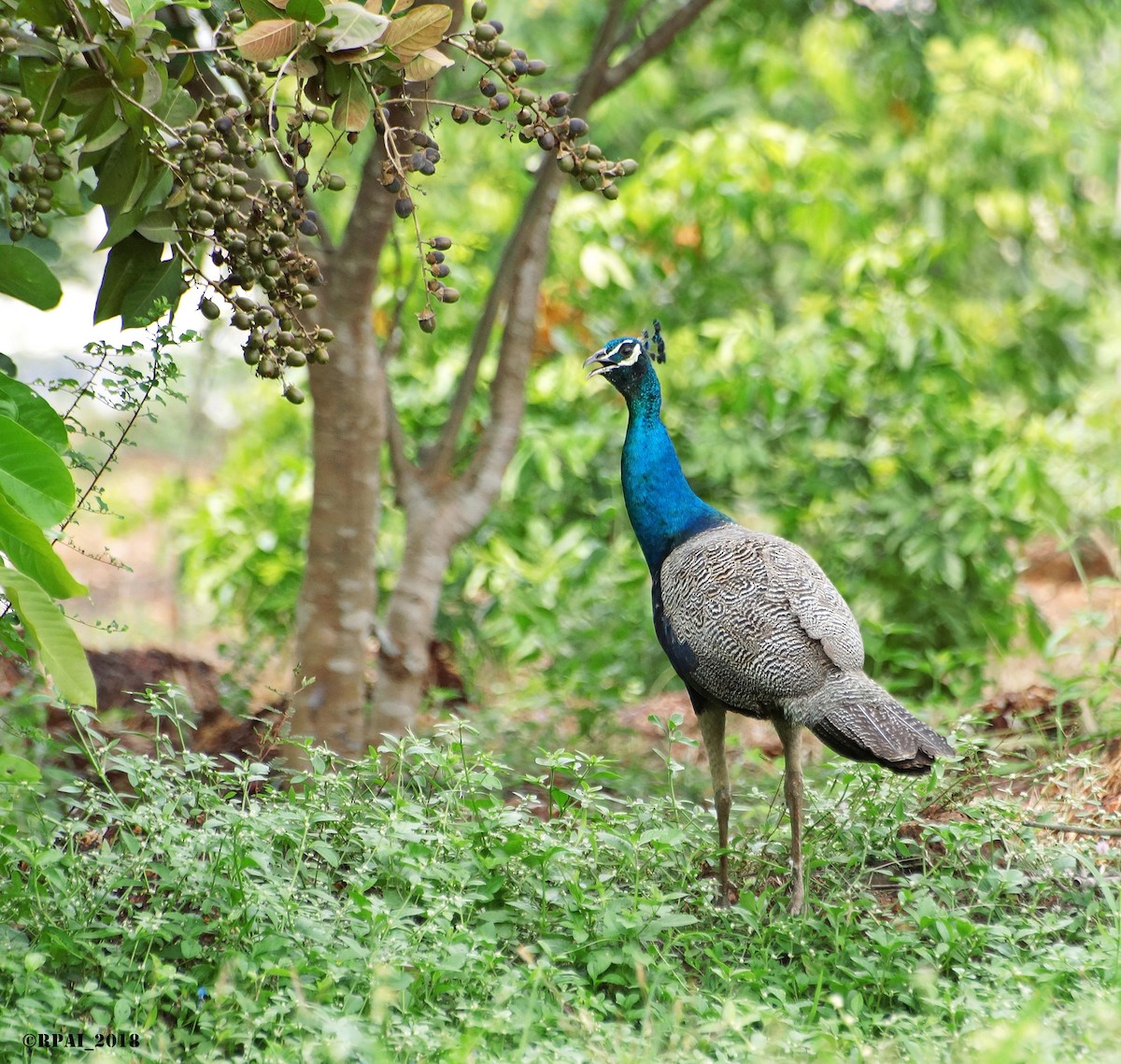 Indian Peafowl - Raghavendra  Pai