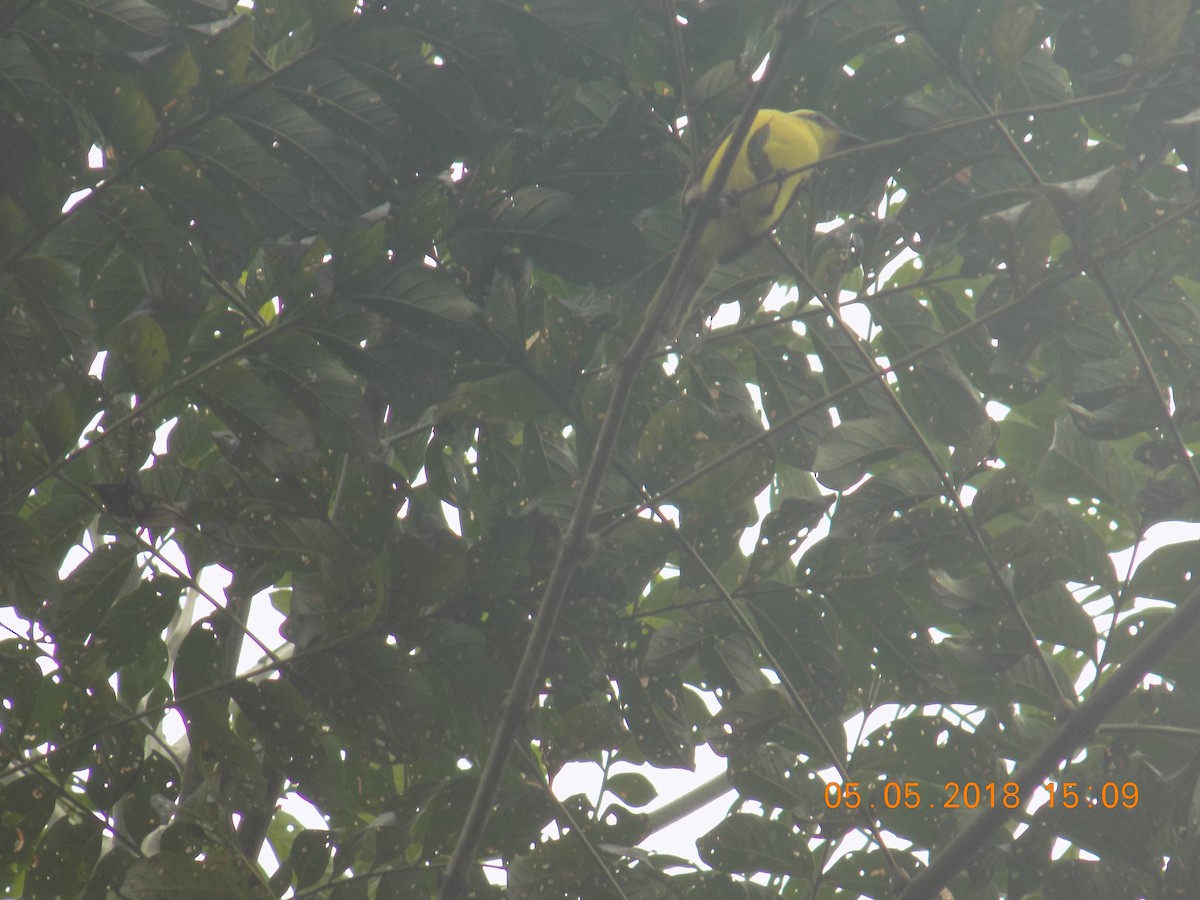 Lemon-browed Flycatcher - ML99038571