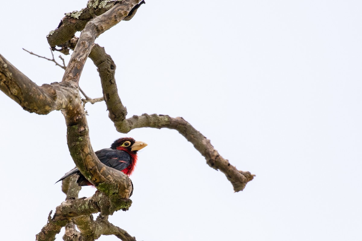 Double-toothed Barbet - Tyler Davis