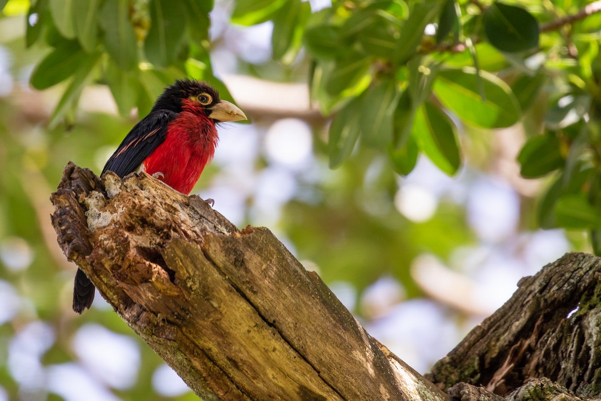 Double-toothed Barbet - ML99039171