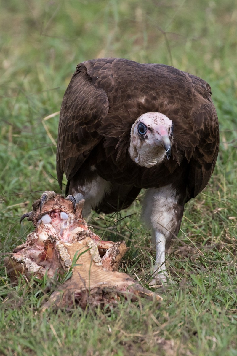 Hooded Vulture - Tyler Davis