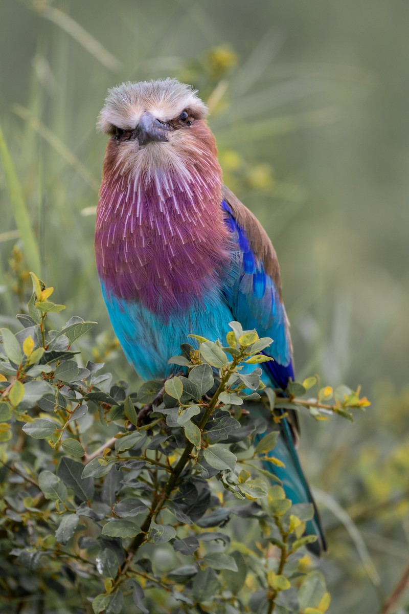Lilac-breasted Roller - ML99040501