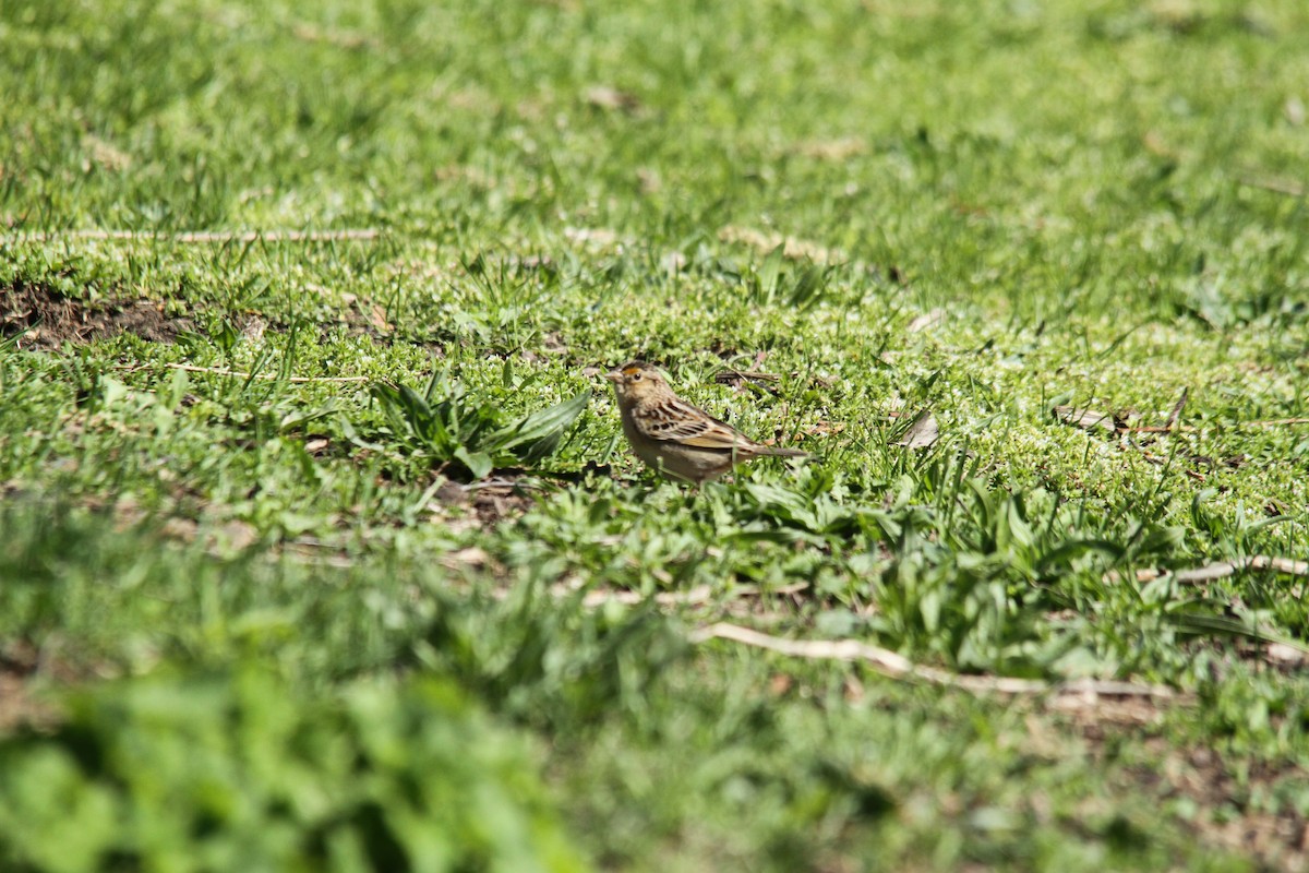 Grasshopper Sparrow - Matthew Igleski