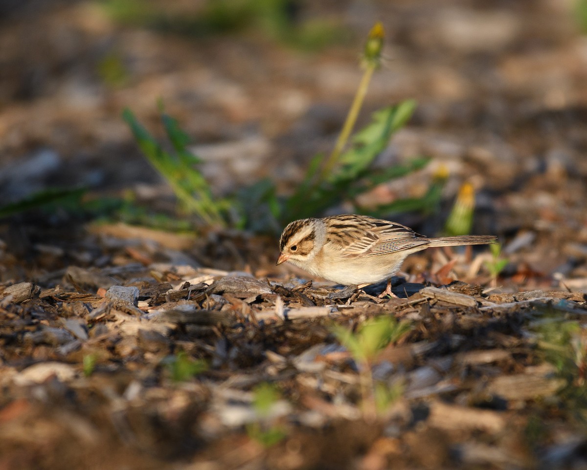 Clay-colored Sparrow - Shayna Marchese