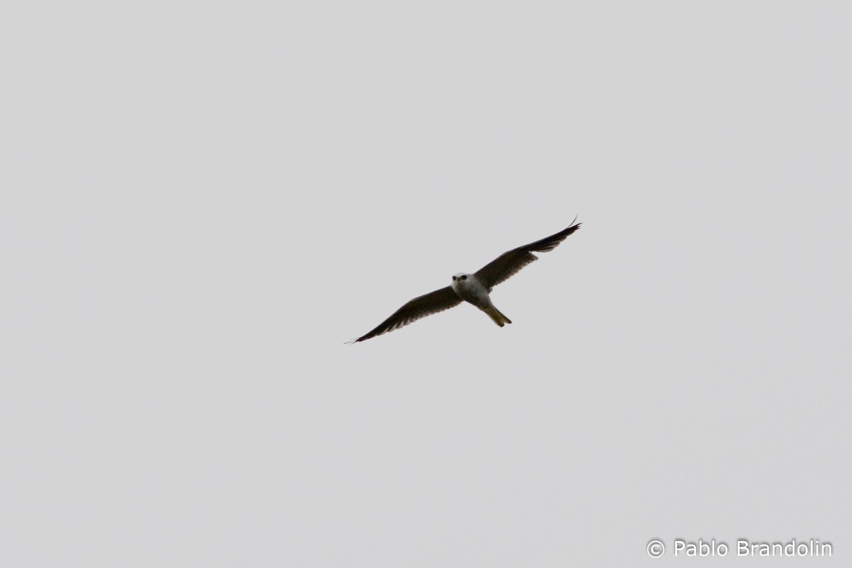 White-tailed Kite - Pablo Brandolin