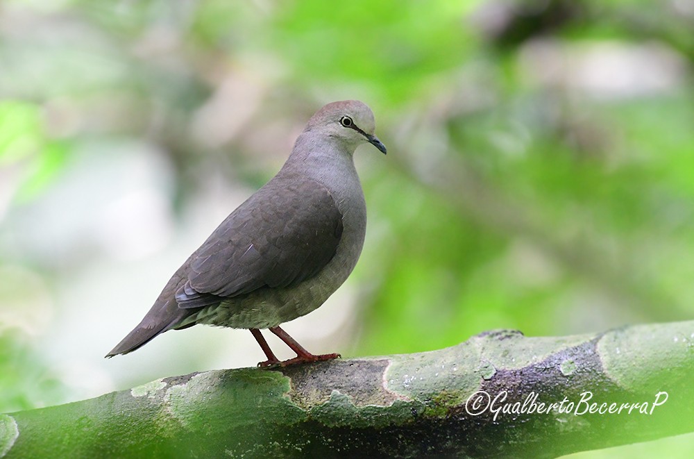 Gray-chested Dove - ML99044631