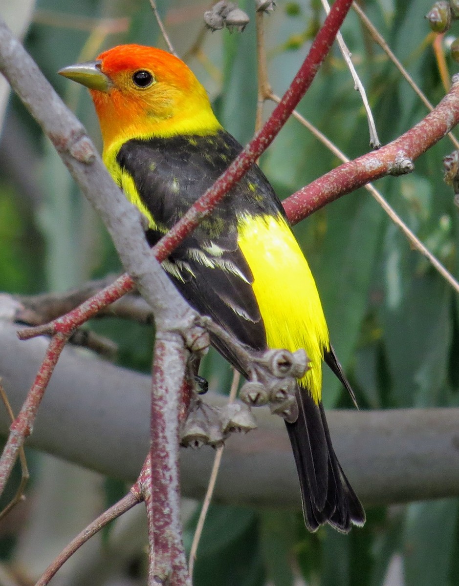 Western Tanager - Kitty ONeil