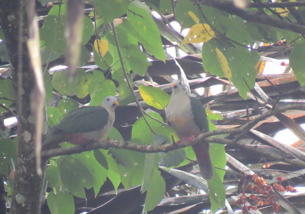 Maroon-chinned Fruit-Dove - ML99049131