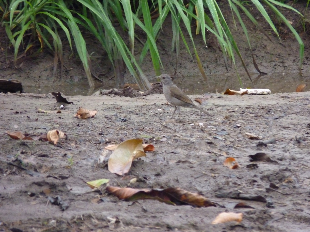 Pale-breasted Thrush - ML99051591