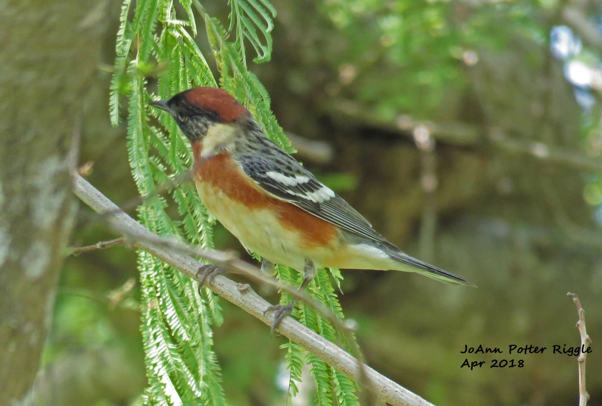 Bay-breasted Warbler - ML99052931